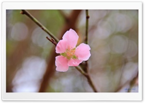 Vietnams Peach blossom Ultra HD Wallpaper for 4K UHD Widescreen desktop, tablet & smartphone