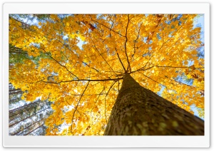 View from Beneath the Yellow Canopy 4K UHD Wallpaper for Widescreen and UltraWide Desktop, UltraHD TV, Smartphone, Tablet