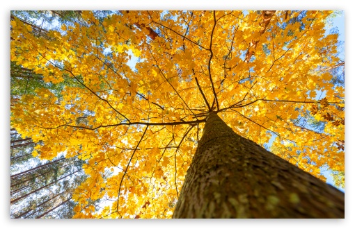 View from Beneath the Yellow Canopy UltraHD Wallpaper for UHD 16:9 ; HD 16:9 ; UltraWide 21:9 24:10 32:9 32:10 ; Widescreen 16:10 5:3 ; Fullscreen 4:3 5:4 3:2 ; Tablet 1:1 ; Mobile 9:16 9:19.5 9:20 9:21 9:22 10:16 2:3 3:5 3:4 ; Dual 16:10 5:3 16:9 4:3 5:4 3:2 ;