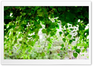 Vine Ultra HD Wallpaper for 4K UHD Widescreen desktop, tablet & smartphone