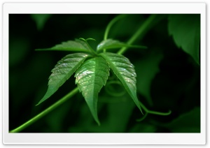 Vine Macro Ultra HD Wallpaper for 4K UHD Widescreen desktop, tablet & smartphone