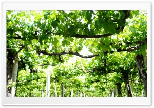 Vine Yard Ultra HD Wallpaper for 4K UHD Widescreen desktop, tablet & smartphone