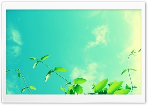 Vines and Sunny Sky Ultra HD Wallpaper for 4K UHD Widescreen desktop, tablet & smartphone