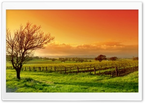 Vineyard At Sunset Ultra HD Wallpaper for 4K UHD Widescreen desktop, tablet & smartphone