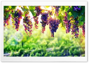 Vineyard Grapes Ultra HD Wallpaper for 4K UHD Widescreen desktop, tablet & smartphone