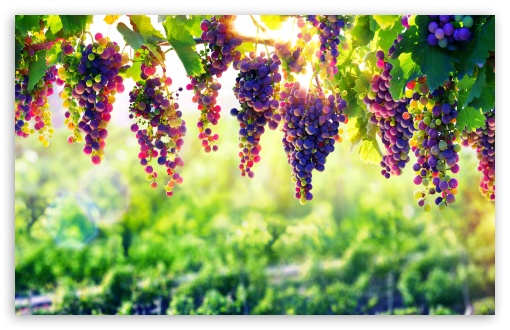 Vineyard Grapes UltraHD Wallpaper for UHD 16:9 2160p 1440p 1080p 900p 720p ; 8K UHD TV 16:9 Ultra High Definition 2160p 1440p 1080p 900p 720p ; UltraWide 21:9 24:10 ; Widescreen 16:10 5:3 WHXGA WQXGA WUXGA WXGA WGA ; Fullscreen 4:3 5:4 3:2 UXGA XGA SVGA QSXGA SXGA DVGA HVGA HQVGA ( Apple PowerBook G4 iPhone 4 3G 3GS iPod Touch ) ; Tablet 1:1 ; Mobile 9:16 2:3 3:5 3:4 - ;