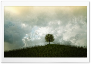 Vineyard Tree Ultra HD Wallpaper for 4K UHD Widescreen desktop, tablet & smartphone