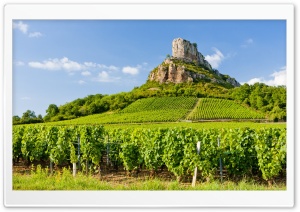 Vineyard, Vines, Countryside, Green, Viticulture 4K UHD Wallpaper for Widescreen and UltraWide Desktop, UltraHD TV, Smartphone, Tablet
