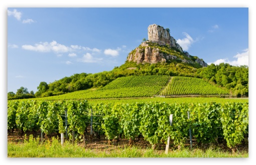 Vineyard, Vines, Countryside, Green, Viticulture UltraHD Wallpaper for UHD 16:9 ; HD 16:9 ; UltraWide 21:9 24:10 32:9 32:10 ; Widescreen 16:10 5:3 ; Fullscreen 4:3 5:4 3:2 ; Tablet 1:1 ; Mobile 9:16 9:19.5 9:20 9:21 9:22 10:16 2:3 3:5 3:4 ; Dual 16:10 5:3 16:9 4:3 5:4 3:2 ;
