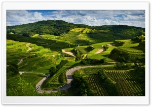 Vineyards Ultra HD Wallpaper for 4K UHD Widescreen desktop, tablet & smartphone