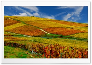 Vineyards Autumn Ultra HD Wallpaper for 4K UHD Widescreen desktop, tablet & smartphone