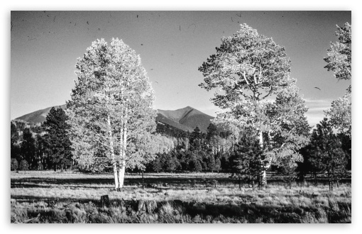 Vintage Black and White Nature Photography UltraHD Wallpaper for UHD 16:9 ; HD 16:9 ; Widescreen 16:10 5:3 ; Fullscreen 4:3 5:4 3:2 ; Tablet 1:1 ; Mobile 9:16 9:19.5 9:20 9:21 9:22 10:16 2:3 3:5 3:4 ;