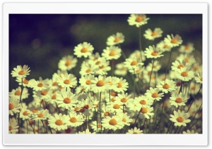 Vintage Daisies Photography Ultra HD Wallpaper for 4K UHD Widescreen desktop, tablet & smartphone