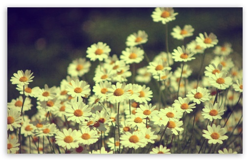 vintage daisies background