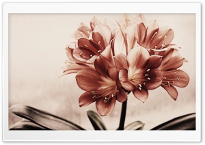 Vintage Flowers Ultra HD Wallpaper for 4K UHD Widescreen desktop, tablet & smartphone