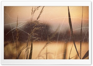 Vintage Grass Photo Ultra HD Wallpaper for 4K UHD Widescreen desktop, tablet & smartphone