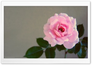 Vintage Rose Ultra HD Wallpaper for 4K UHD Widescreen desktop, tablet & smartphone