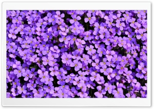 Violet Aubrieta flowers Ultra HD Wallpaper for 4K UHD Widescreen desktop, tablet & smartphone