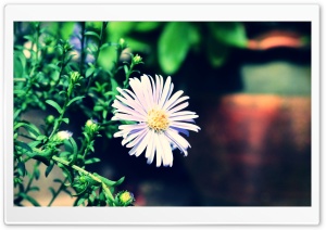 Violet Flower Ultra HD Wallpaper for 4K UHD Widescreen desktop, tablet & smartphone