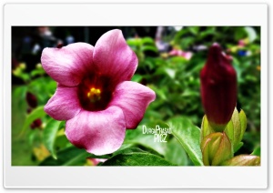 violet  flower 4K UHD Wallpaper for Widescreen and UltraWide Desktop, UltraHD TV, Smartphone, Tablet