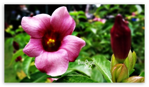 violet  flower UltraHD Wallpaper for UHD 16:9 ; HD 16:9 ;