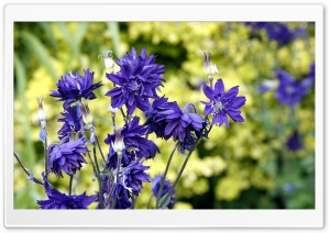 Violet Flowers Ultra HD Wallpaper for 4K UHD Widescreen desktop, tablet & smartphone