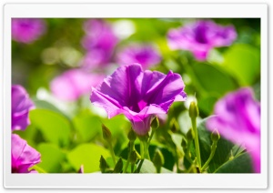 Violet Flowers Ultra HD Wallpaper for 4K UHD Widescreen desktop, tablet & smartphone
