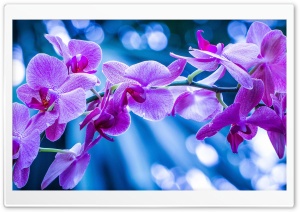 Violet Flowers With Bokeh Ultra HD Wallpaper for 4K UHD Widescreen desktop, tablet & smartphone