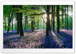 Violet Forest Flowers Field Ultra HD Wallpaper for 4K UHD Widescreen desktop, tablet & smartphone