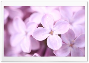 Violet Lilac Flowers Ultra HD Wallpaper for 4K UHD Widescreen desktop, tablet & smartphone