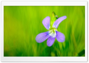 Violet Spring Flower with Green Background 4K UHD Wallpaper for Widescreen and UltraWide Desktop, UltraHD TV, Smartphone, Tablet