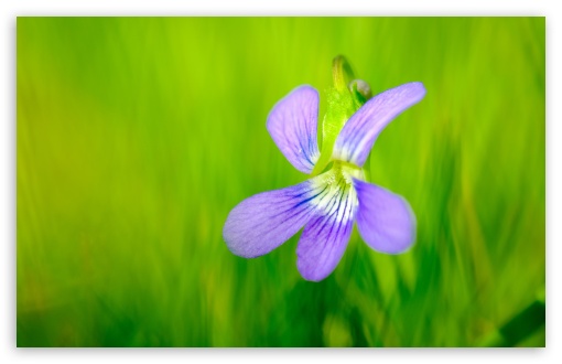 Violet Spring Flower with Green Background UltraHD Wallpaper for UHD 16:9 ; HD 16:9 ; UltraWide 21:9 24:10 ; Widescreen 16:10 5:3 ; Fullscreen 4:3 5:4 3:2 ; Tablet 1:1 ; Mobile 9:16 9:19.5 9:20 9:21 9:22 10:16 2:3 3:5 3:4 ;