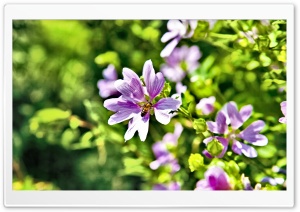 Violet Summer Flowers Ultra HD Wallpaper for 4K UHD Widescreen desktop, tablet & smartphone