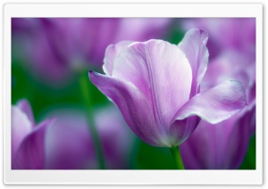 Violet Tulip Ultra HD Wallpaper for 4K UHD Widescreen desktop, tablet & smartphone