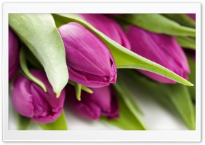 Violet Tulips Ultra HD Wallpaper for 4K UHD Widescreen desktop, tablet & smartphone