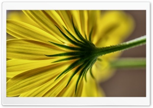 Vivid Ultra HD Wallpaper for 4K UHD Widescreen desktop, tablet & smartphone