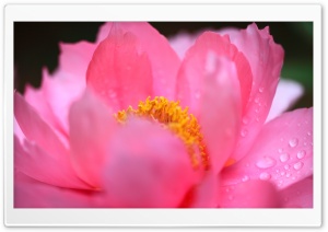 Vivid Pink Peony, Paeonia suffruticosa Flower, Macro 4K UHD Wallpaper for Widescreen and UltraWide Desktop, UltraHD TV, Smartphone, Tablet