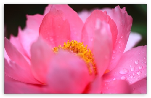 Vivid Pink Peony, Paeonia suffruticosa Flower, Macro UltraHD Wallpaper for UHD 16:9 ; HD 16:9 ; UltraWide 21:9 24:10 32:9 32:10 ; Widescreen 16:10 5:3 ; Fullscreen 4:3 5:4 3:2 ; Tablet 1:1 ; Mobile 9:16 9:19.5 9:20 9:21 9:22 10:16 2:3 3:5 3:4 ; Dual 16:10 5:3 16:9 4:3 5:4 3:2 ;