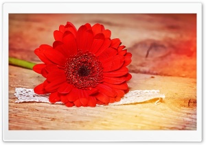 Vivid Red Gerbera Daisy Ultra HD Wallpaper for 4K UHD Widescreen desktop, tablet & smartphone
