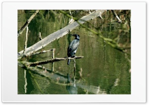 Vogel 4K UHD Wallpaper for Widescreen and UltraWide Desktop, UltraHD TV, Smartphone, Tablet