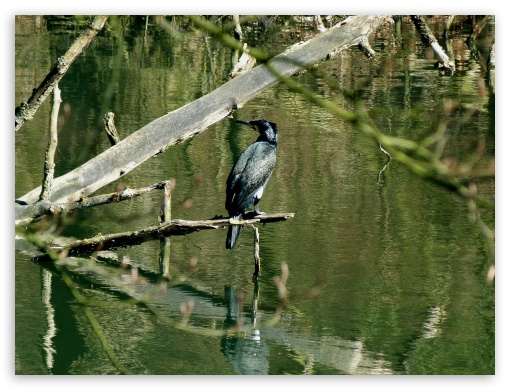 Vogel UltraHD Wallpaper for Fullscreen 4:3 ;