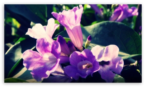 voilet flowers UltraHD Wallpaper for Mobile 16:9 - 2160p 1440p 1080p 900p 720p ;