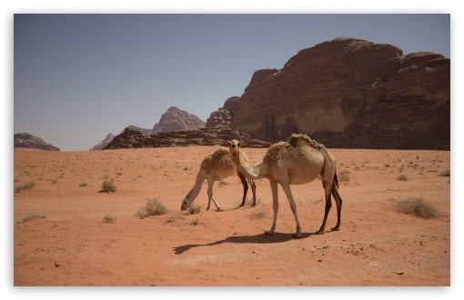 Wadi Rum UltraHD Wallpaper for UHD 16:9 2160p 1440p 1080p 900p 720p ; 8K UHD TV 16:9 Ultra High Definition 2160p 1440p 1080p 900p 720p ; Widescreen 16:10 5:3 WHXGA WQXGA WUXGA WXGA WGA ; Fullscreen 3:2 DVGA HVGA HQVGA ( Apple PowerBook G4 iPhone 4 3G 3GS iPod Touch ) ;