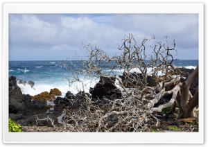Wailua, Maui, Hawaii Ultra HD Wallpaper for 4K UHD Widescreen desktop, tablet & smartphone