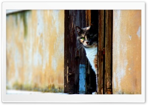 Waiting Cat Ultra HD Wallpaper for 4K UHD Widescreen desktop, tablet & smartphone