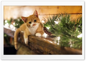 Waiting for Christmas Presents Ultra HD Wallpaper for 4K UHD Widescreen desktop, tablet & smartphone