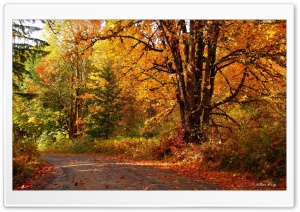Walk into Fall Ultra HD Wallpaper for 4K UHD Widescreen desktop, tablet & smartphone