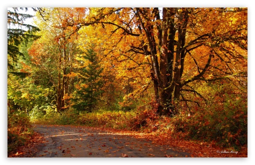 Walk into Fall UltraHD Wallpaper for Wide 16:10 5:3 Widescreen WHXGA WQXGA WUXGA WXGA WGA ; 8K UHD TV 16:9 Ultra High Definition 2160p 1440p 1080p 900p 720p ; UHD 16:9 2160p 1440p 1080p 900p 720p ; Standard 4:3 5:4 3:2 Fullscreen UXGA XGA SVGA QSXGA SXGA DVGA HVGA HQVGA ( Apple PowerBook G4 iPhone 4 3G 3GS iPod Touch ) ; Smartphone 5:3 WGA ; Tablet 1:1 ; iPad 1/2/Mini ; Mobile 4:3 5:3 3:2 16:9 5:4 - UXGA XGA SVGA WGA DVGA HVGA HQVGA ( Apple PowerBook G4 iPhone 4 3G 3GS iPod Touch ) 2160p 1440p 1080p 900p 720p QSXGA SXGA ;