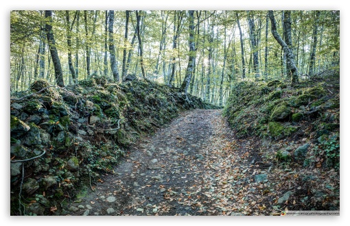 Walking Between Rocks and Trees UltraHD Wallpaper for UHD 16:9 2160p 1440p 1080p 900p 720p ; 8K UHD TV 16:9 Ultra High Definition 2160p 1440p 1080p 900p 720p ; Widescreen 16:10 5:3 WHXGA WQXGA WUXGA WXGA WGA ; Fullscreen 4:3 5:4 3:2 UXGA XGA SVGA QSXGA SXGA DVGA HVGA HQVGA ( Apple PowerBook G4 iPhone 4 3G 3GS iPod Touch ) ; Mobile 9:16 - ;