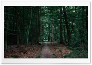 Walking In The Woods Ultra HD Wallpaper for 4K UHD Widescreen desktop, tablet & smartphone